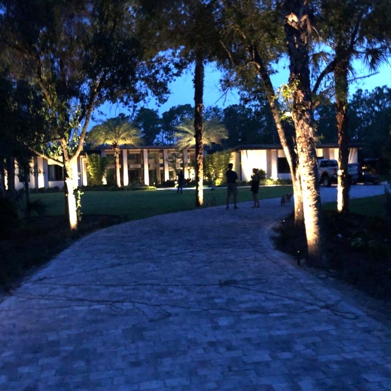 Tree uplighting along a paver driveway at a Miami home at night