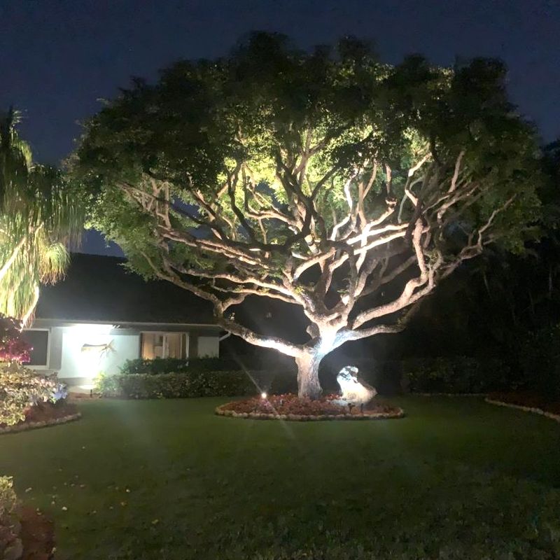 Specimen tree uplighting on a Miami front lawn after dark